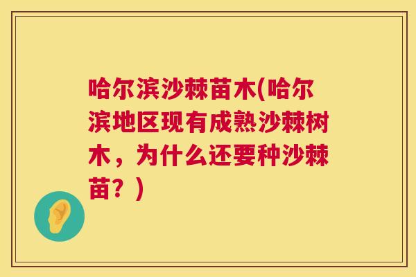 哈尔滨沙棘苗木(哈尔滨地区现有成熟沙棘树木，为什么还要种沙棘苗？)