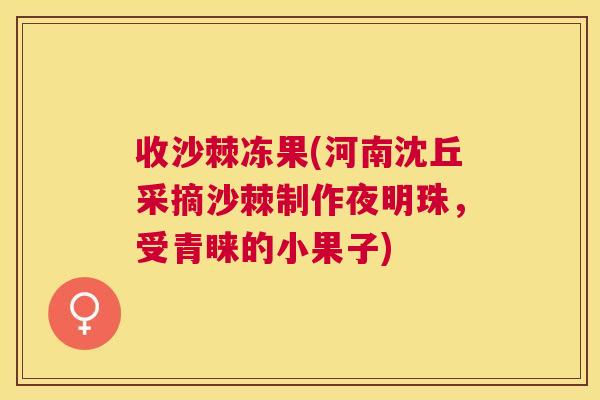 收沙棘冻果(河南沈丘采摘沙棘制作夜明珠，受青睐的小果子)