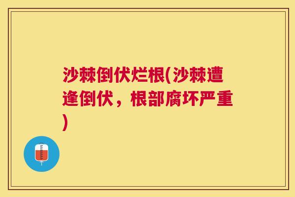 沙棘倒伏烂根(沙棘遭逢倒伏，根部腐坏严重)