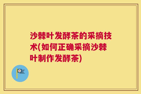 沙棘叶发酵茶的采摘技术(如何正确采摘沙棘叶制作发酵茶)