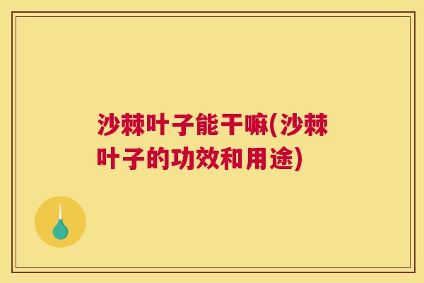 沙棘叶子能干嘛(沙棘叶子的功效和用途)