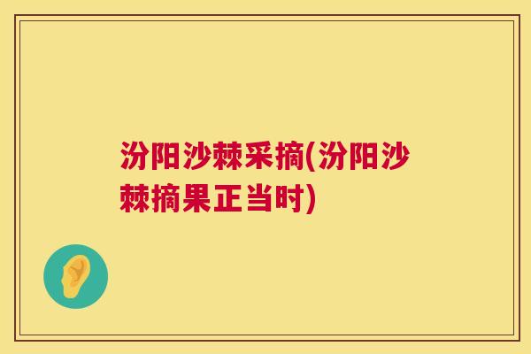 汾阳沙棘采摘(汾阳沙棘摘果正当时)