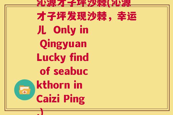 沁源才子坪沙棘(沁源才子坪发现沙棘，幸运儿  Only in Qingyuan Lucky find of seabuckthorn in Caizi Ping.)