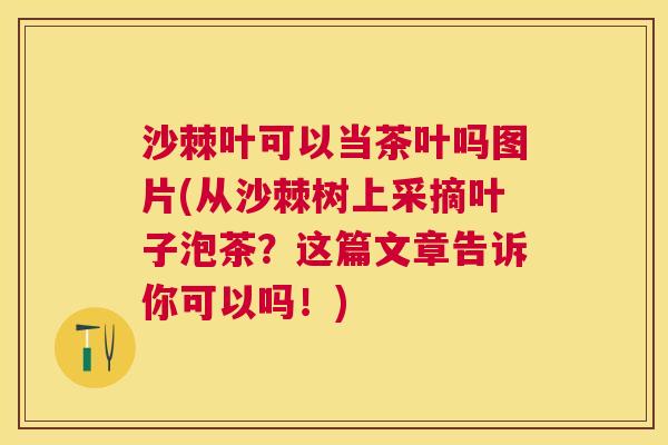 沙棘叶可以当茶叶吗图片(从沙棘树上采摘叶子泡茶？这篇文章告诉你可以吗！)