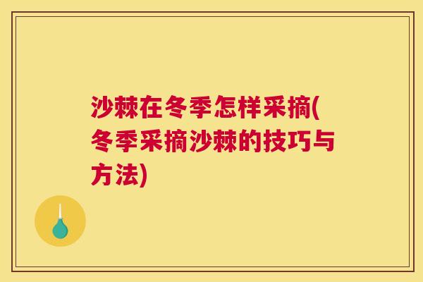 沙棘在冬季怎样采摘(冬季采摘沙棘的技巧与方法)