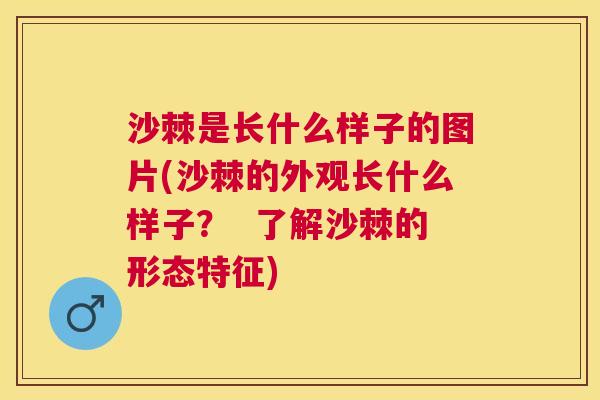 沙棘是长什么样子的图片(沙棘的外观长什么样子？  了解沙棘的形态特征)
