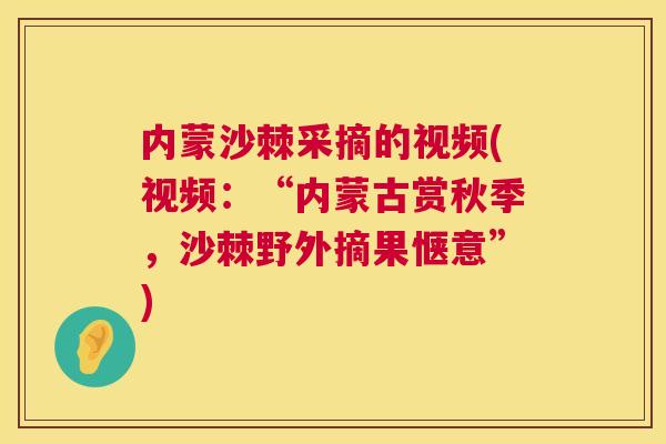 内蒙沙棘采摘的视频(视频：“内蒙古赏秋季，沙棘野外摘果惬意”)