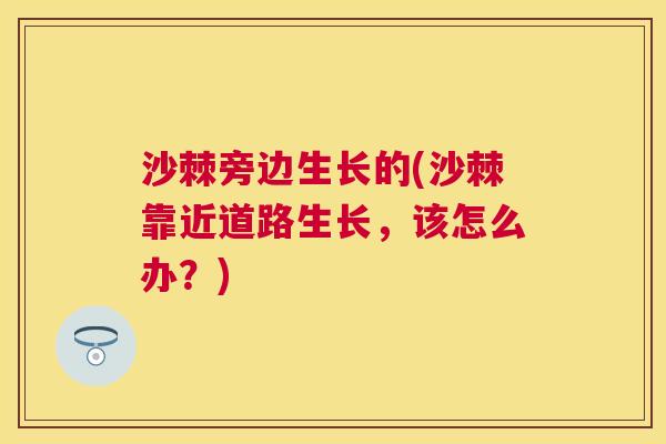 沙棘旁边生长的(沙棘靠近道路生长，该怎么办？)