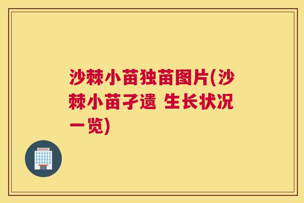 沙棘小苗独苗图片(沙棘小苗孑遗 生长状况一览)