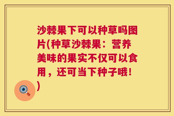 沙棘果下可以种草吗图片(种草沙棘果：营养美味的果实不仅可以食用，还可当下种子哦！)