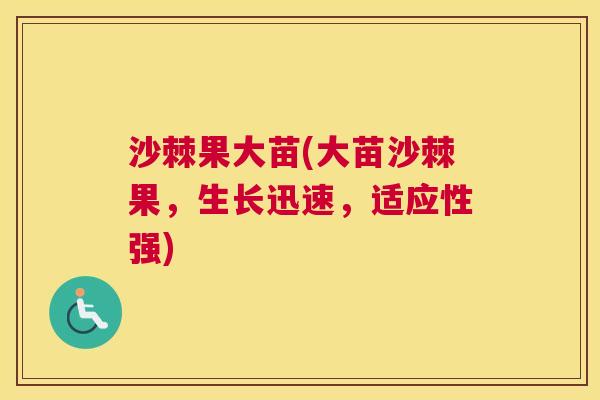 沙棘果大苗(大苗沙棘果，生长迅速，适应性强)