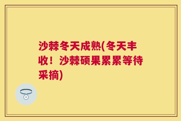 沙棘冬天成熟(冬天丰收！沙棘硕果累累等待采摘)