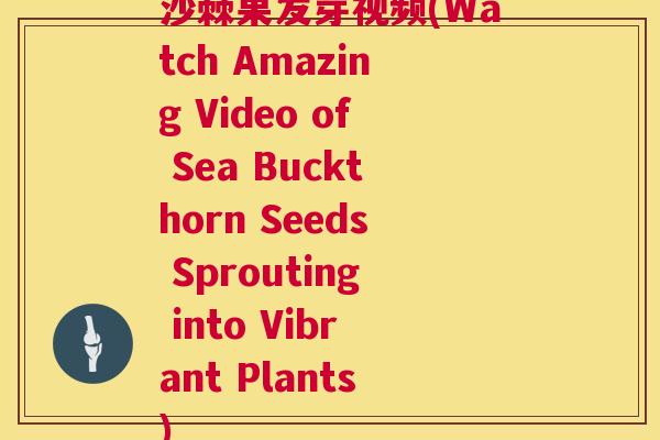 沙棘果发芽视频(Watch Amazing Video of Sea Buckthorn Seeds Sprouting into Vibrant Plants)