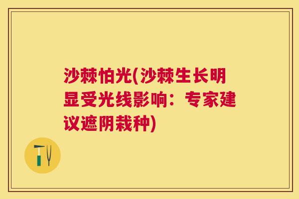 沙棘怕光(沙棘生长明显受光线影响：专家建议遮阴栽种)